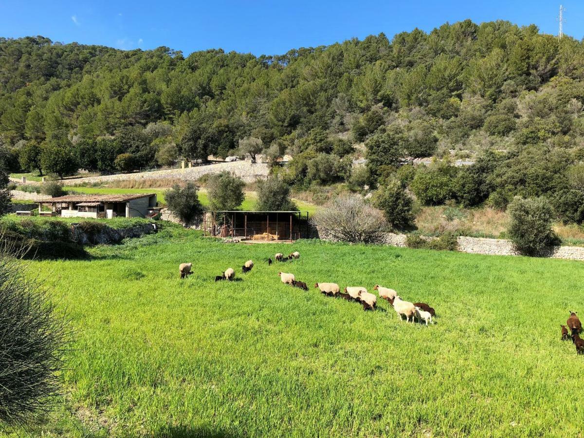 Farm stay Finca Can Sec Alaro